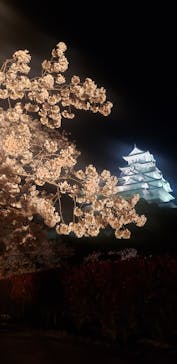 姫路城（イベント）に投稿された画像（2022/4/8）