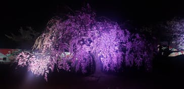 姫路城（イベント）に投稿された画像（2022/4/8）