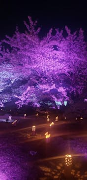 姫路城（イベント）に投稿された画像（2022/4/8）