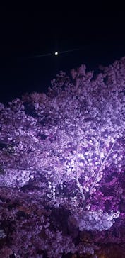 姫路城（イベント）に投稿された画像（2022/4/8）