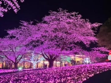 さがみ湖MORI MORIに投稿された画像（2022/4/8）