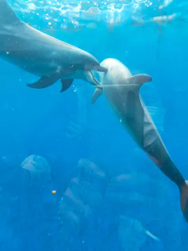 横浜・八景島シーパラダイスに投稿された画像（2022/4/8）