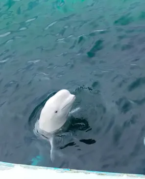 横浜・八景島シーパラダイスに投稿された画像（2022/4/8）