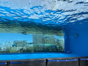 サンシャイン水族館に投稿された画像（2022/4/8）