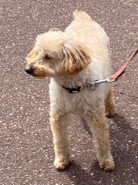 那須どうぶつ王国に投稿された画像（2022/4/8）