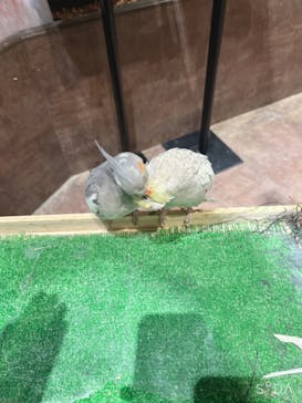 Moff animal world MARK IS みなとみらい店に投稿された画像（2022/4/8）