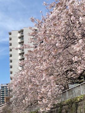 東京ウォータウェイズに投稿された画像（2022/4/8）