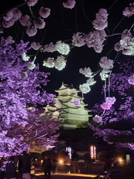 姫路城（イベント）に投稿された画像（2022/4/8）