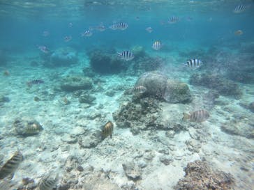 武藤潜水に投稿された画像（2022/4/8）