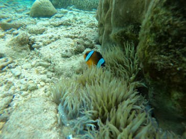 武藤潜水に投稿された画像（2022/4/8）