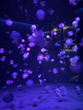 京都水族館に投稿された画像（2022/4/8）