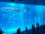 沖縄美ら海水族館に投稿された画像（2022/4/8）