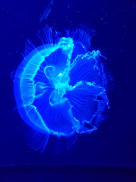 沖縄美ら海水族館に投稿された画像（2022/4/8）