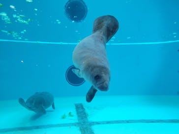 沖縄美ら海水族館に投稿された画像（2022/4/8）