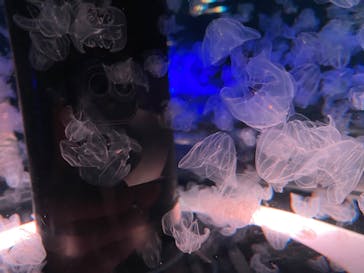 マクセル アクアパーク品川に投稿された画像（2022/4/8）