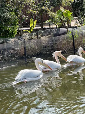 神戸どうぶつ王国に投稿された画像（2022/4/8）