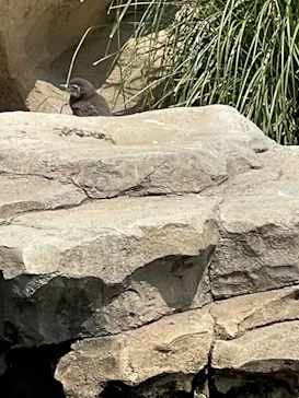 神戸どうぶつ王国に投稿された画像（2022/4/8）