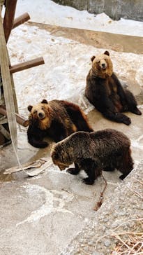 のぼりべつクマ牧場に投稿された画像（2022/4/8）