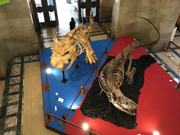 国立科学博物館　特別企画展「ポケモン化石博物館」に投稿された画像（2022/4/8）