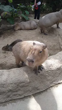 神戸どうぶつ王国に投稿された画像（2022/4/8）