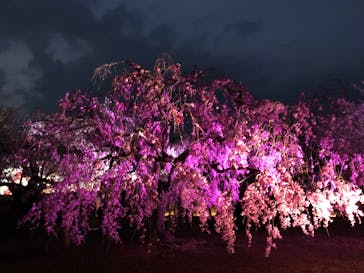 姫路城（イベント）に投稿された画像（2022/4/8）