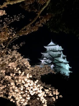 姫路城（イベント）に投稿された画像（2022/4/8）