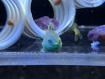 下田海中水族館に投稿された画像（2022/4/8）