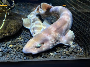 下田海中水族館に投稿された画像（2022/4/8）