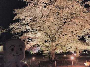 NAKED FLOWERS 2022 -桜- 世界遺産・二条城に投稿された画像（2022/4/8）