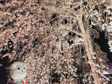 NAKED FLOWERS 2022 -桜- 世界遺産・二条城に投稿された画像（2022/4/8）