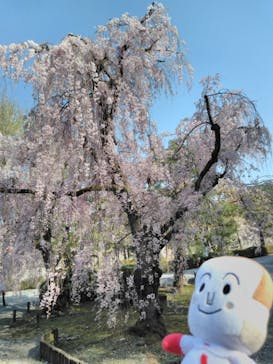 NAKED FLOWERS 2022 -桜- 世界遺産・二条城に投稿された画像（2022/4/8）