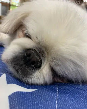 神戸どうぶつ王国に投稿された画像（2022/4/8）