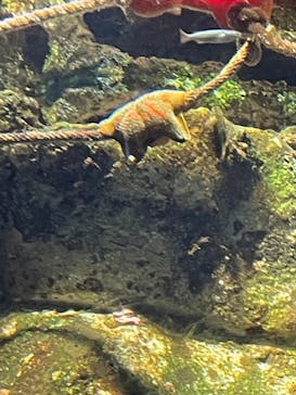 新江ノ島水族館に投稿された画像（2022/4/8）