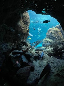 新江ノ島水族館に投稿された画像（2022/4/8）