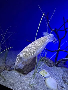 新江ノ島水族館に投稿された画像（2022/4/8）