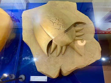 国立科学博物館　特別企画展「ポケモン化石博物館」に投稿された画像（2022/4/8）