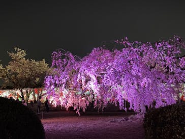 姫路城（イベント）に投稿された画像（2022/4/8）