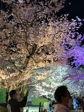 姫路城（イベント）に投稿された画像（2022/4/8）