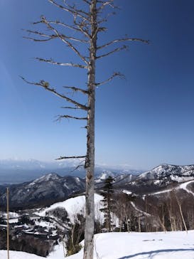 志賀高原中央エリアスキー場に投稿された画像（2022/4/8）