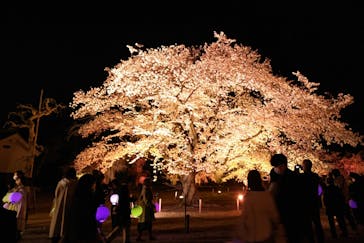 NAKED FLOWERS 2022 -桜- 世界遺産・二条城に投稿された画像（2022/4/8）