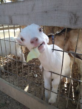 しろとり動物園に投稿された画像（2022/4/9）