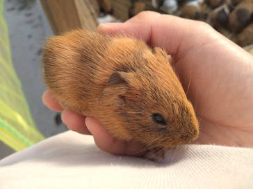 しろとり動物園に投稿された画像（2022/4/9）