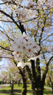 大阪城公園 西の丸庭園に投稿された画像（2022/4/9）