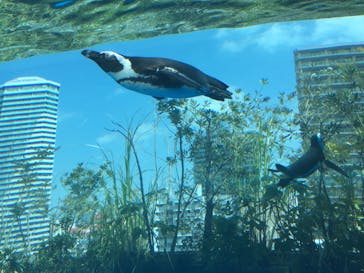 サンシャイン水族館に投稿された画像（2022/4/9）