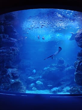 京都水族館に投稿された画像（2022/4/9）