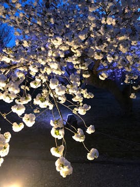 NAKED FLOWERS 2022 -桜- 世界遺産・二条城に投稿された画像（2022/4/9）