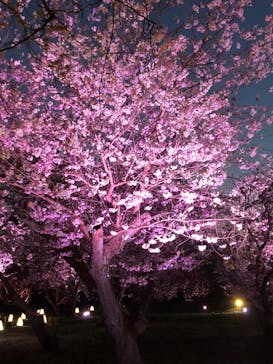 NAKED FLOWERS 2022 -桜- 世界遺産・二条城に投稿された画像（2022/4/9）