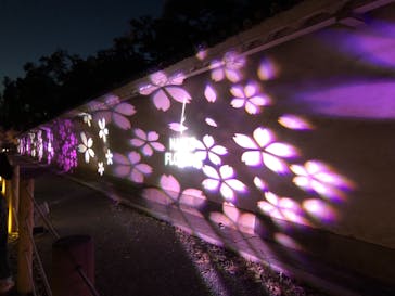 NAKED FLOWERS 2022 -桜- 世界遺産・二条城に投稿された画像（2022/4/9）