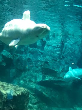 名古屋港水族館に投稿された画像（2022/4/9）