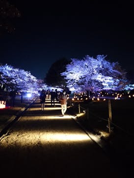 姫路城（イベント）に投稿された画像（2022/4/9）